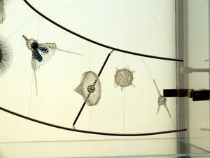 Natural History Museum - protoctists