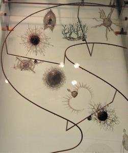 Natural History Museum - protoctists