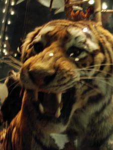 Natural History Museum - stuffed dead tiger