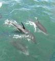 Dusky Dolphins at play!