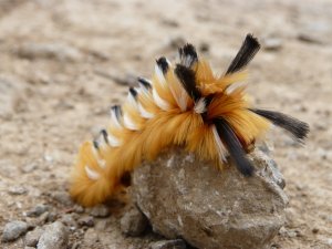 Check out the funky caterpillar!