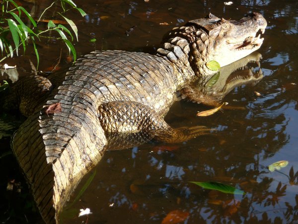 Hungry Caiman waiting for bird food