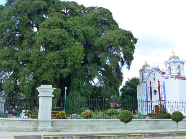 The Tule Tree dwarfs the church beside it
