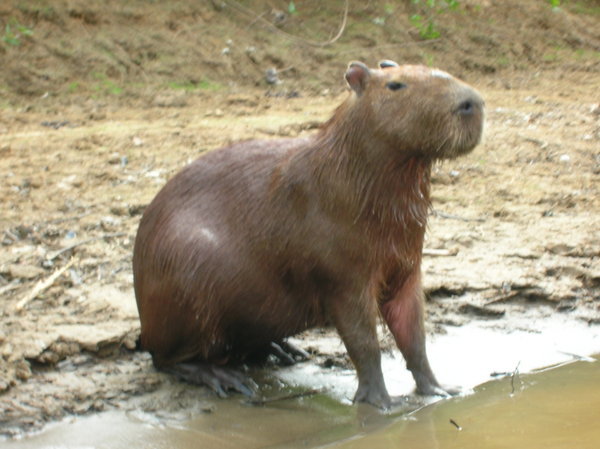 Capyburra - the world's largest rodent!