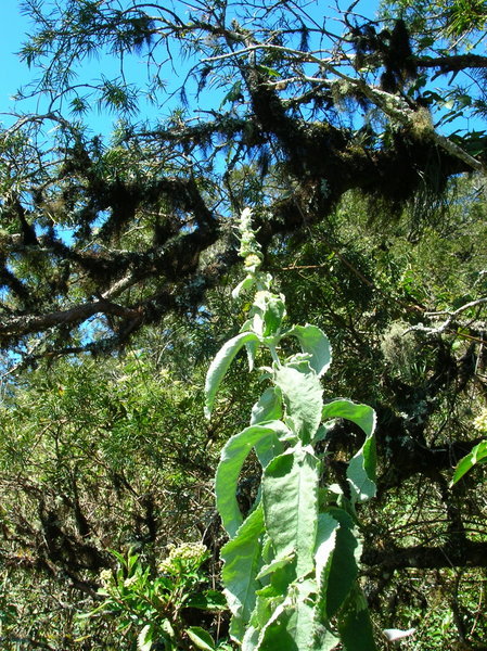The fern forest of Samaipata