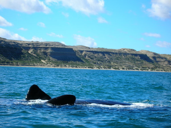 Whale spotting in Patagonia