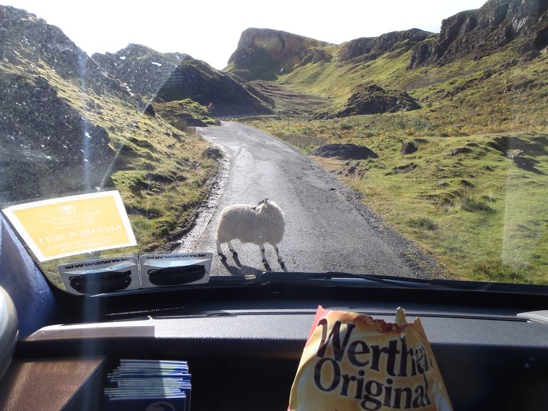 Sheep on the road!