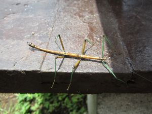 The strangest stick-like bugs