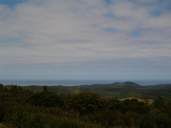 Waipoua Forest View