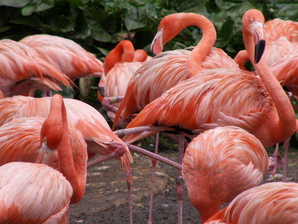 Flamingoja