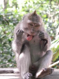 Bali - Apina puhdistaa hampaitaan hammaslangalla