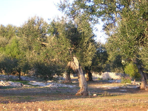 Tough olive trees