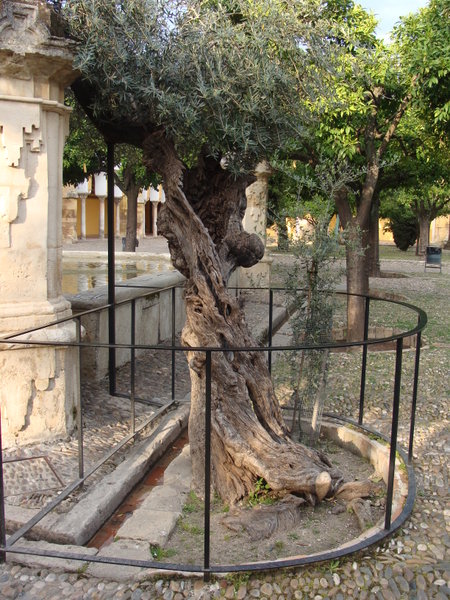 Gnarly olive tree