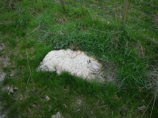 dead sheep on the road ...poor thing