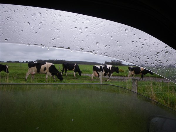 cows on the road (again)
