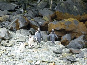 rare pinguïns
