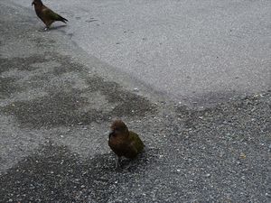 kea birds