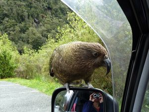 A Kea almost in our car