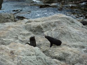 Ohau Point/ Fur Seals (zeeleeuwen)