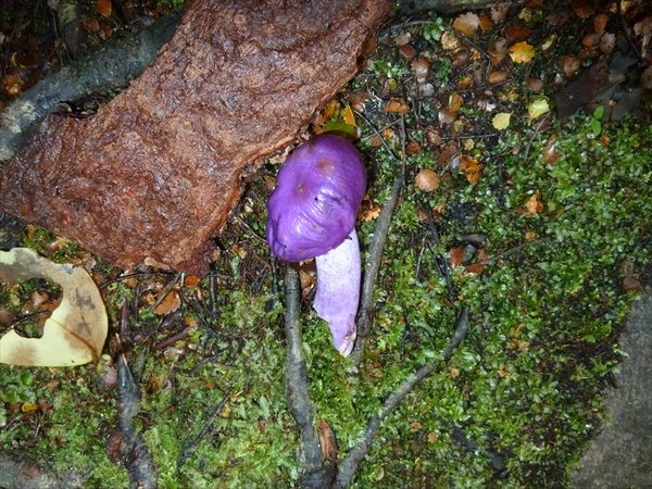 purple mushrooms/ paarse paddestoelen