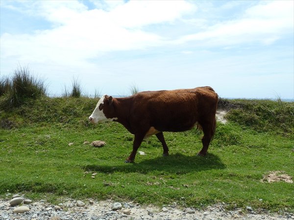 cow on the road/ koe op de weg