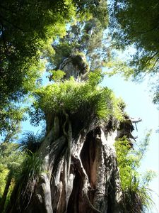 Tree is 1000 years old/boom is 1000 jaar oud