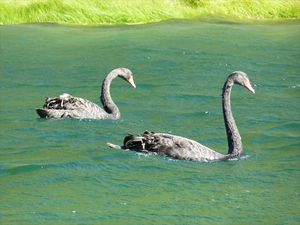 black swans/zwarte zwanen