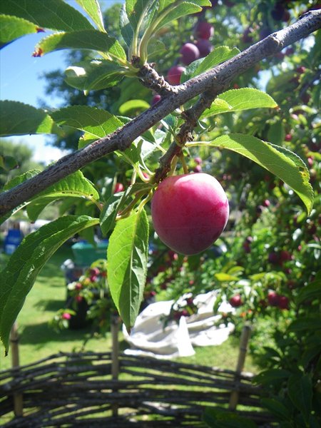 picking plums/pruimen plukken