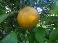 Oranges/appelsienen