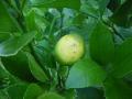 lemons/limoenen