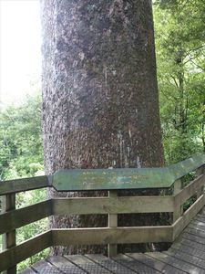walk to a Kauri tree/wandeling