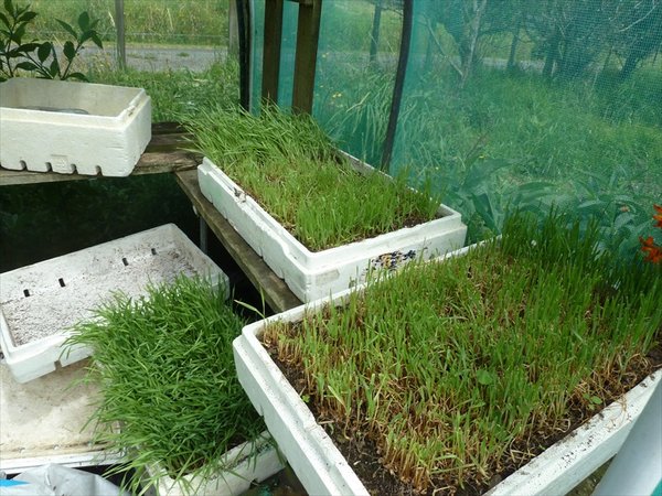wheatgrass to make juice/gras om sap te maken