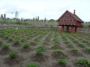Kumara potatoe field/Kumara patattenveld