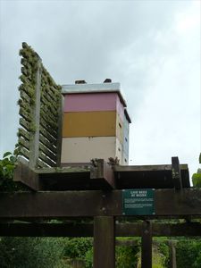 beehives/bijenkisten