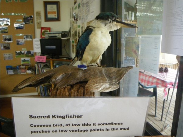 Kingfisher/iijsvogel