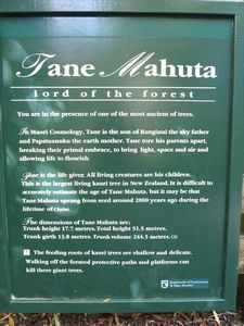 Kauri trees/Kauri bomen