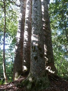 4 sister Kauri trees/4 zussen Kauri bomen