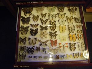 butterfly's/vlinders