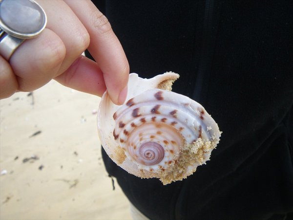 shell/schelp