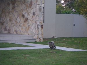 Walking Koala around some houses/Wandelende Koala's rondom huizen