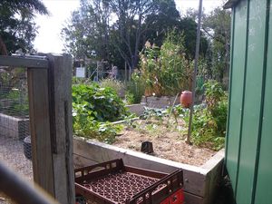 community project organic vege garden/project met mensen in de buurt voor biologische groententuin te maken