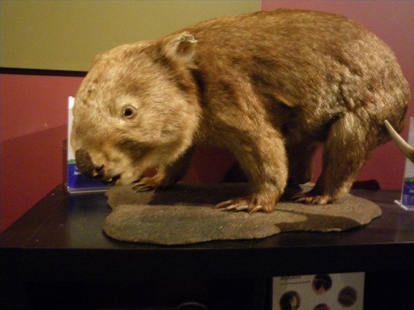 a dead wombat/een dode wombat