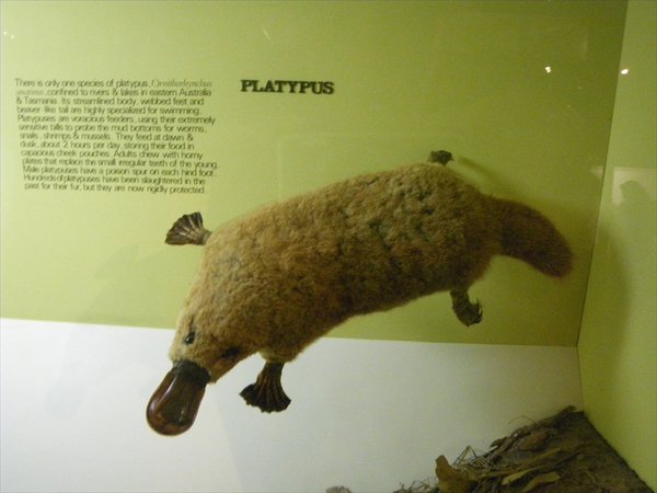 Platipus rare animal/zeldzaam dier