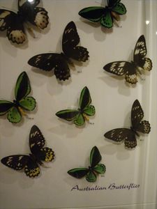 Australian butterflies/Australische vlinders