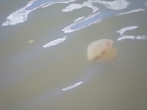 jellyfishes in the river/kwallen in de rivier