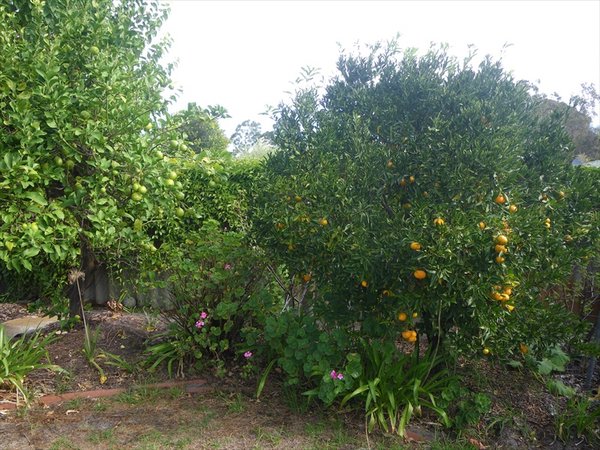 lemon & mandarintree/citroen en mandarijnenboom