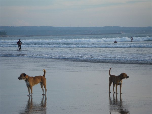 street or should I say: beachdogs/straathonden of moet ik zeggen strandhonden
