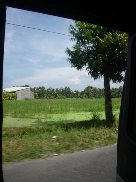 rice field views/rijstvelden uitzichtne