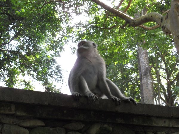 Monkey Forrest/ apenbos