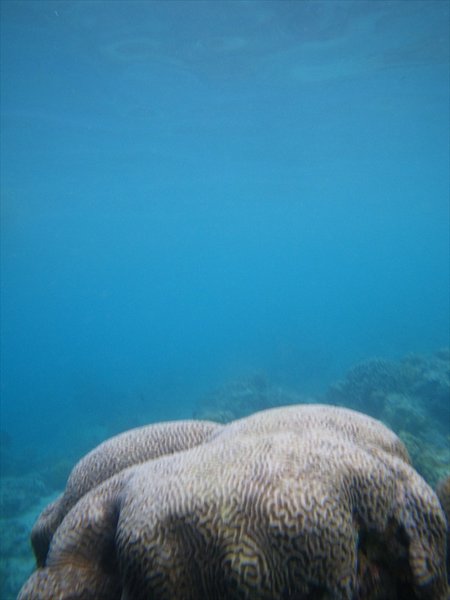 coral/koraal